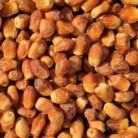 فروش انواع پاچوش ونخل کامل درخت خرما...|خدمات باغبانی و درختکاری|اردکان, |دیوار