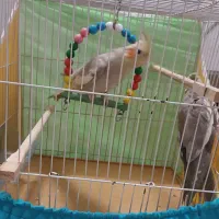 عروس هلندی|پرنده|مشهد, توس (بلوار توس)|دیوار