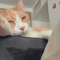 واگذاری موقت گربه|گربه|پرند, فاز ۶|دیوار