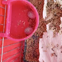 ماده قناری|پرنده|یزد, |دیوار