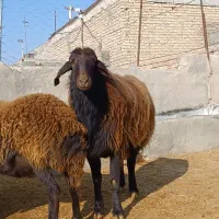 قوچ|حیوانات مزرعه|نیشابور, میدون بار|دیوار