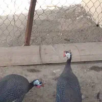 فروش مرغ هندی جوان تخمگذار