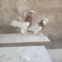 کبوتر طوقی|پرنده|شیراز, گلستان|دیوار