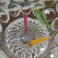 ماهی آکواریوم کالر ویدو