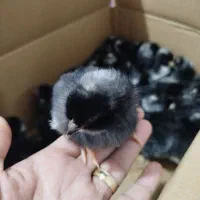 تخم مرغ نژاد پیلموت راک|حیوانات مزرعه|دالخانی, |دیوار