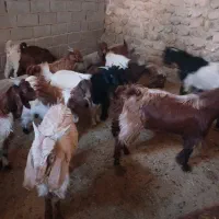 گوساله|حیوانات مزرعه|خرمآباد, |دیوار