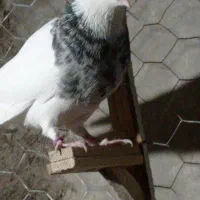 طوق سور|پرنده|بم, |دیوار