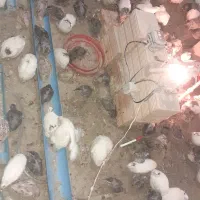 پرنده دونه ۸۰تومان|حیوانات مزرعه|فاضل آباد, |دیوار