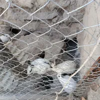 خرگوش|موش و خرگوش|میانه, |دیوار