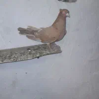 کبوتر رنگی|پرنده|آبگرم, |دیوار
