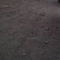 نیازمند چوپان