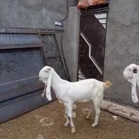 4تا بز گلابی جوان آبستن مایه دار|حیوانات مزرعه|بروجرد, |دیوار