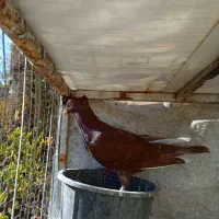 .سفید ماده تیزه کنار