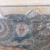 فروش دو عدد عروس هلندی بالغ