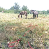 مادیان وکره|اسب و تجهیزات اسبسواری|شاندرمن, |دیوار