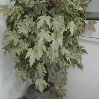 درخت گل پاییزی