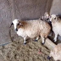 میش|حیوانات مزرعه|زرند, |دیوار