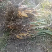 جُنگ درخت یا پاجوش|گل و گیاه طبیعی|فهرج, |دیوار