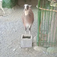 کود گوسفند کوهستان