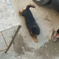 سگ پاکوتاه|سگ|کرمانشاه, |دیوار