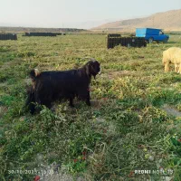 45راس بز درجه یک برای داشت