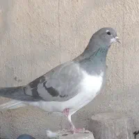 نر ماده مفلق روس خرقه کیپ دمپاک شکار