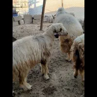 فروش سه عددمیش جوان|حیوانات مزرعه|لنده, |دیوار