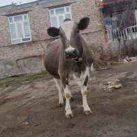 گاو آبستن سیمنتال|حیوانات مزرعه|ورزقان, |دیوار