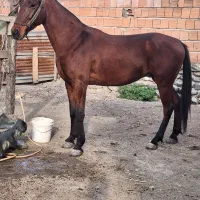 اسب نریون کهر|اسب و تجهیزات اسبسواری|کردکوی, |دیوار