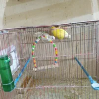 جفت کوتوله جفت