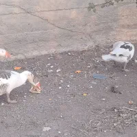 غاز محلی|حیوانات مزرعه|اردبیل, |دیوار