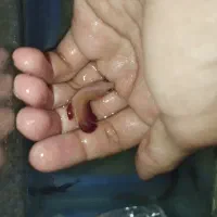 ماهی فروشی نووا