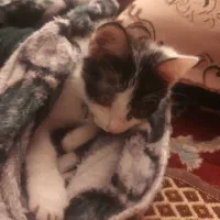 بچه گربه