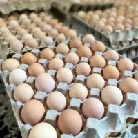 خوراکی تخم مرغ محلی نطفه دار