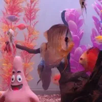 ماهی دیسکس|ماهی|سنندج, |دیوار