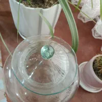 بانکه شیشه ای طرح هلندی بزرگ درب دار|ظروف نگهدارنده، پلاستیکی، یکبارمصرف|تهران, ابوذر|دیوار