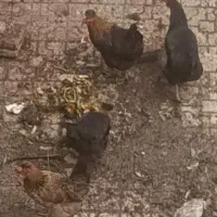 مرغ و خروس