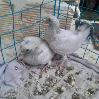 شامی|پرنده|خورموج, |دیوار