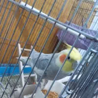 عروس هلندی نر  سالم