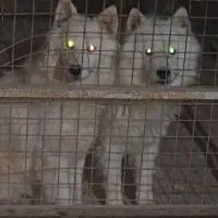 توله سامویید|سگ|کرمان, |دیوار