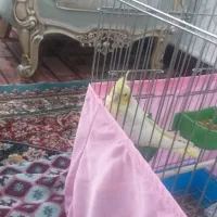 عروس هلندی|پرنده|مشکین‌دشت, |دیوار