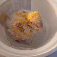 راهب سفید و زرد سرلاکی