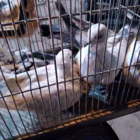 ۵عدد کفتر خوب