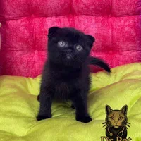 خوشگلای دست آموز|گربه|سمنان, |دیوار