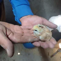 مرغ و خروس محلی