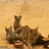 واگزاری گربه