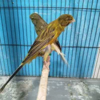 قناری‌رسمی‌بلند