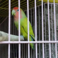 یه دونه کوتوله برزیلی نر بالغ