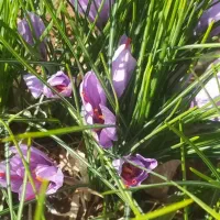 زعفران زاگرس لرستان