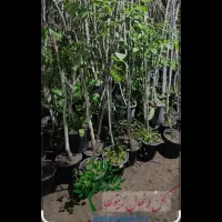 نهال‌گردو‌پایه